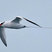 Red-billed Tropicbird